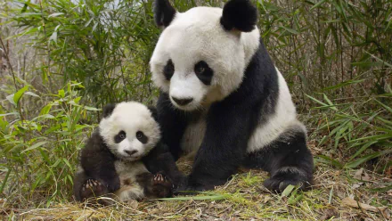 HD desktop wallpaper featuring an adult panda and a baby panda sitting together in a bamboo forest.