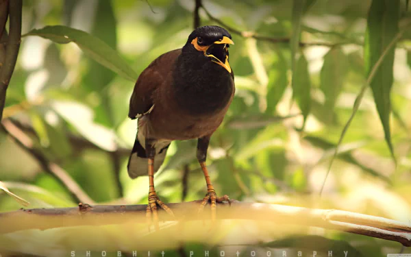 Close-up of a myna bird perched on a branch in a natural setting, captured in stunning detail for a 4K Ultra HD PC desktop wallpaper and background.