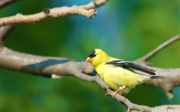 american goldfinch bird Animal goldfinch HD Desktop Wallpaper | Background Image