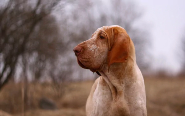HD PC desktop wallpaper showing a tan hound dog (animal) in profile, gazing across a muted grassy field background.