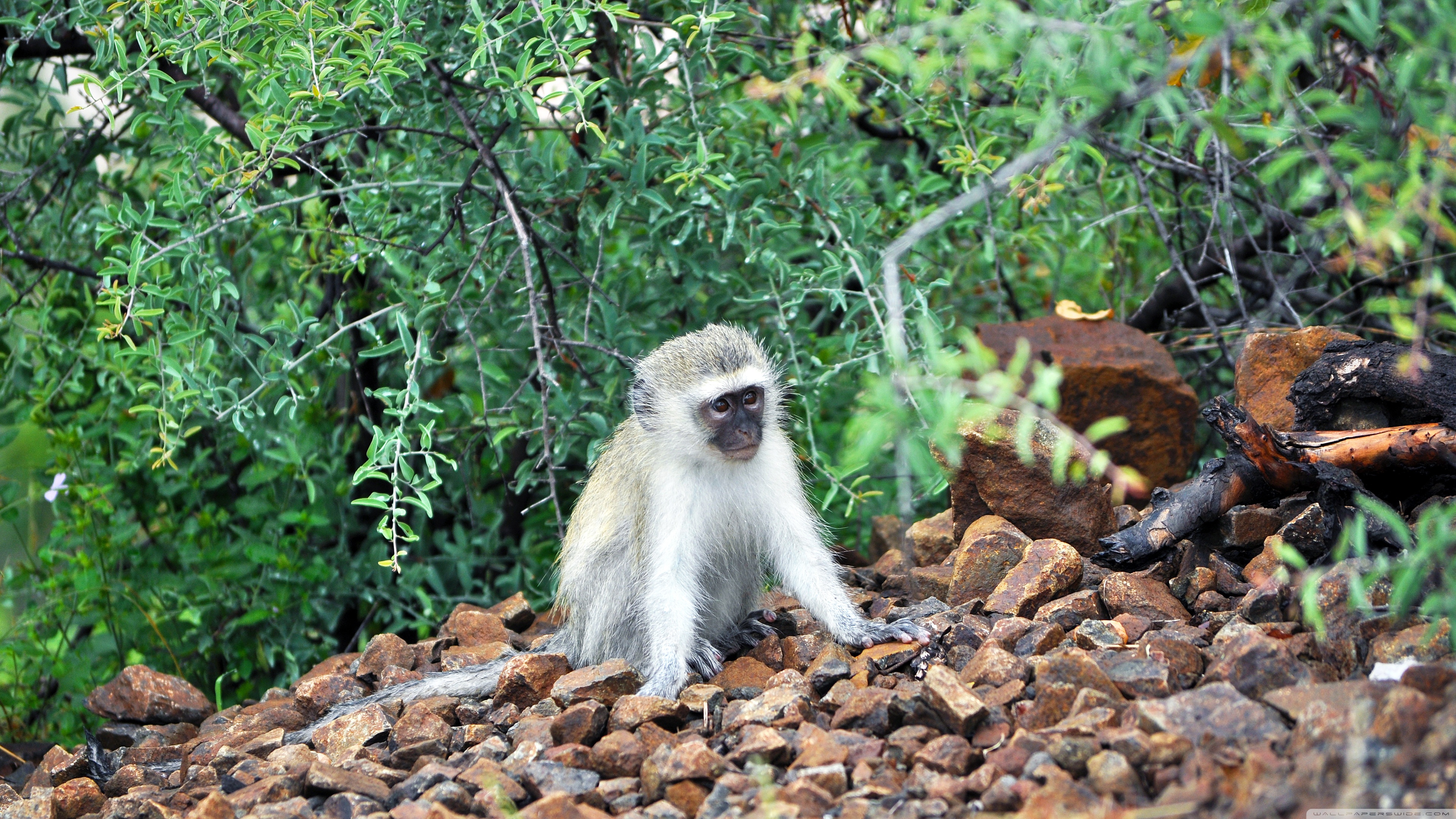 Animal Monkey HD Wallpaper | Background Image