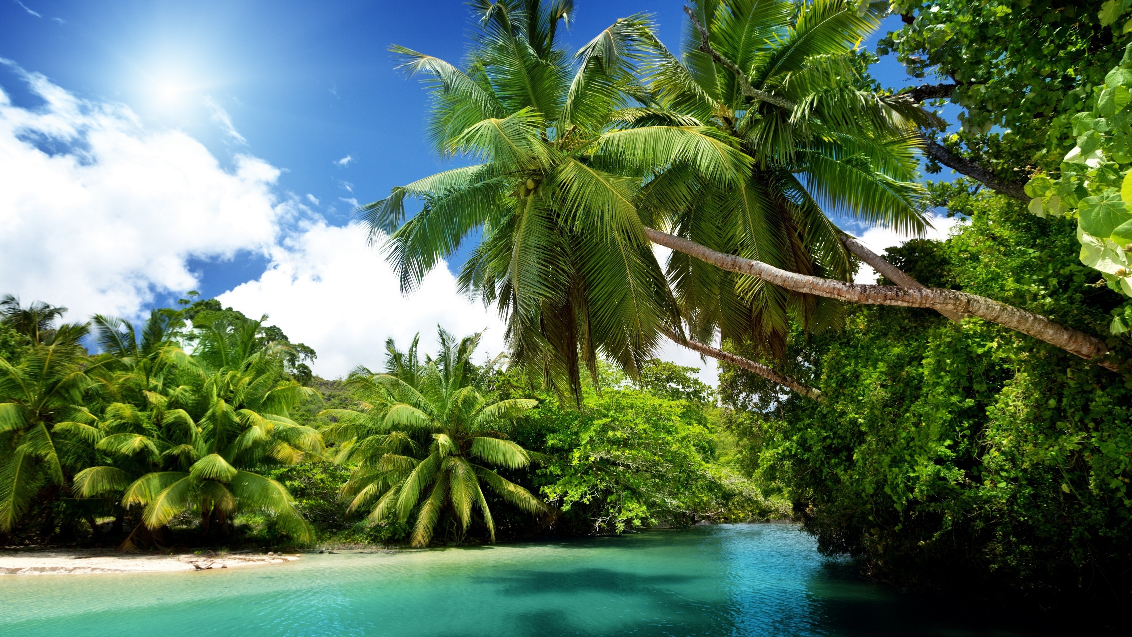 Nature Tropical HD Wallpaper | Background Image