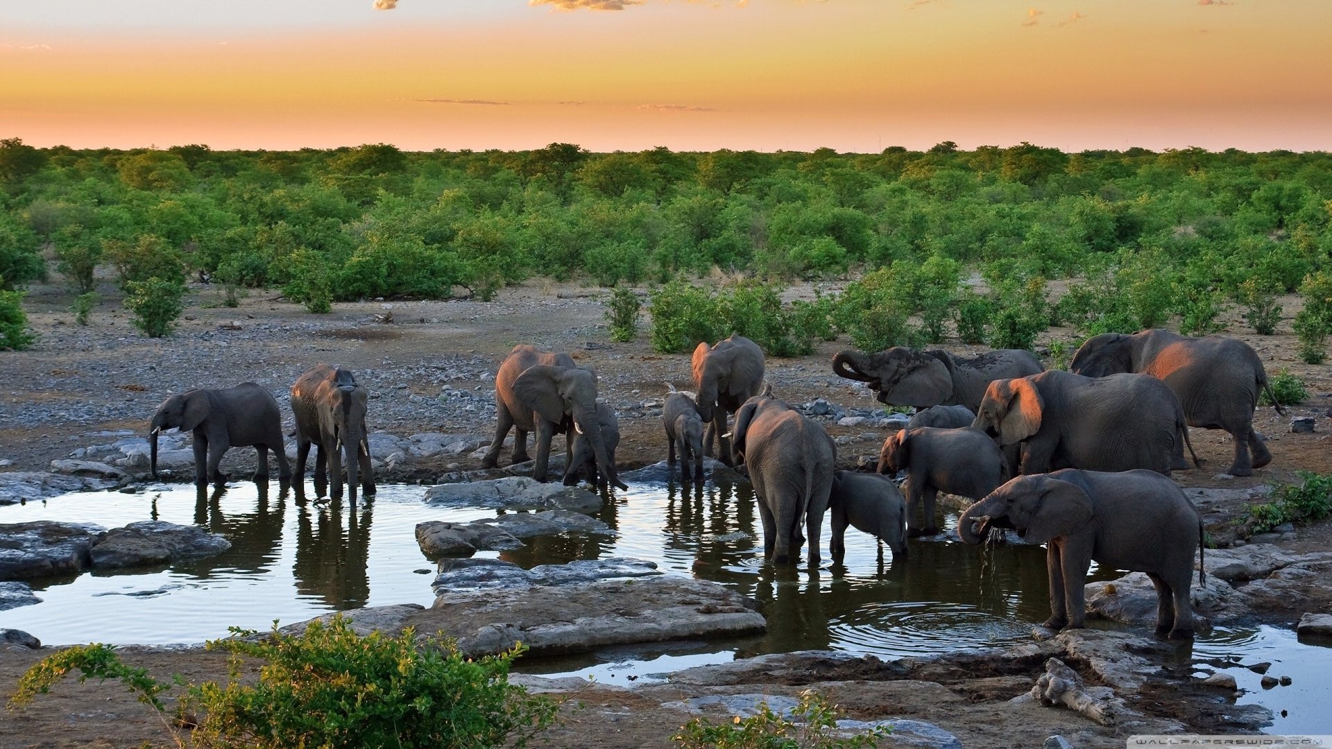 Download Animal African Bush Elephant HD Wallpaper