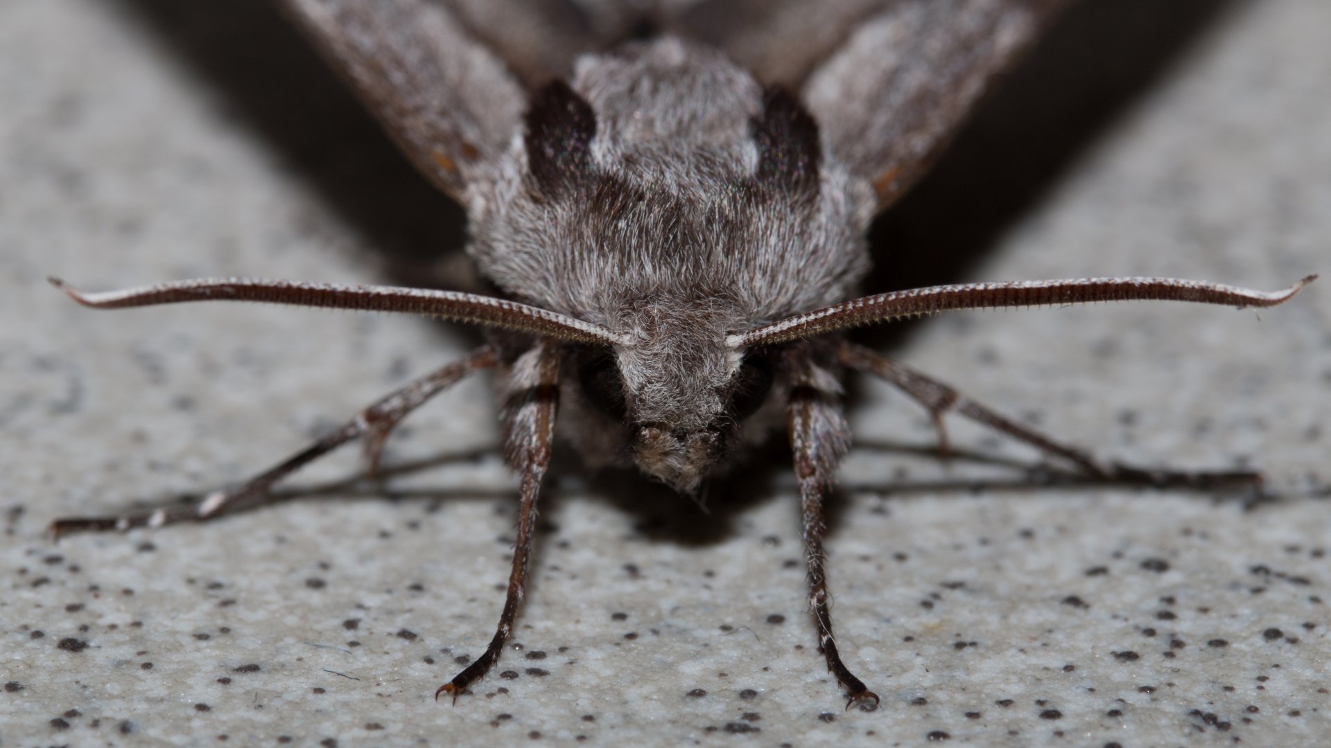 Download Animal Moth 4k Ultra HD Wallpaper