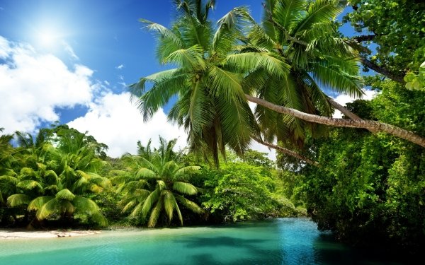 Earth Tropical Lagoon Palm Tree Tropics HD Wallpaper | Background Image