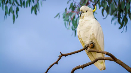 Sulphur-crested cockatoo perched on a branch against a clear blue sky, showcasing its white feathers and crest in this HD desktop wallpaper.