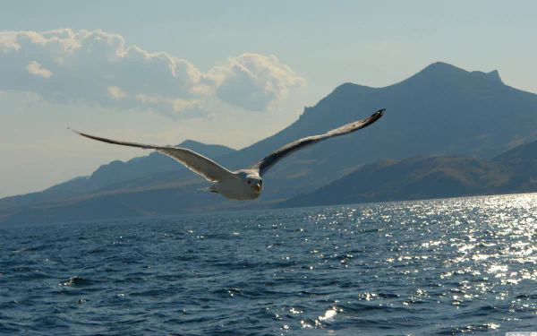 Seagull gliding low over sunlit sea with distant mountains and clouds — 4K Ultra HD PC desktop wallpaper background showing a bird (seagull), animal in flight.