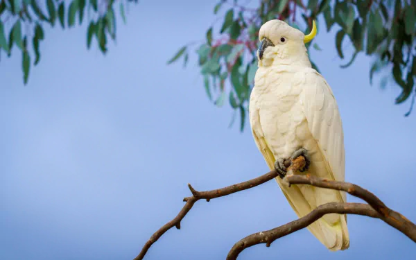 cockatoo bird parrot branch Animal Sulphur-crested cockatoo HD Desktop Wallpaper | Background Image