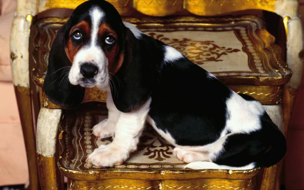 HD desktop wallpaper of a basset hound puppy with long ears and sad eyes, resting on an ornate wooden chair, showcasing the charm of this dog breed.