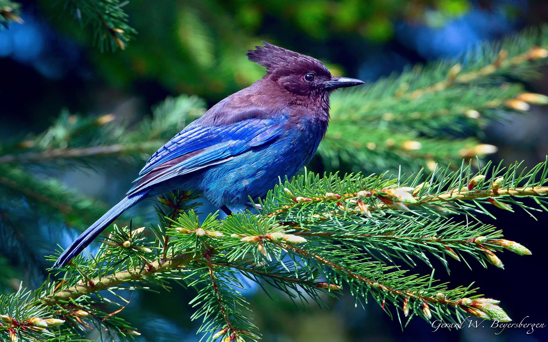 A vibrant blue and purple bird perched on a green pine branch, captured in sharp detail for an HD PC desktop wallpaper background.