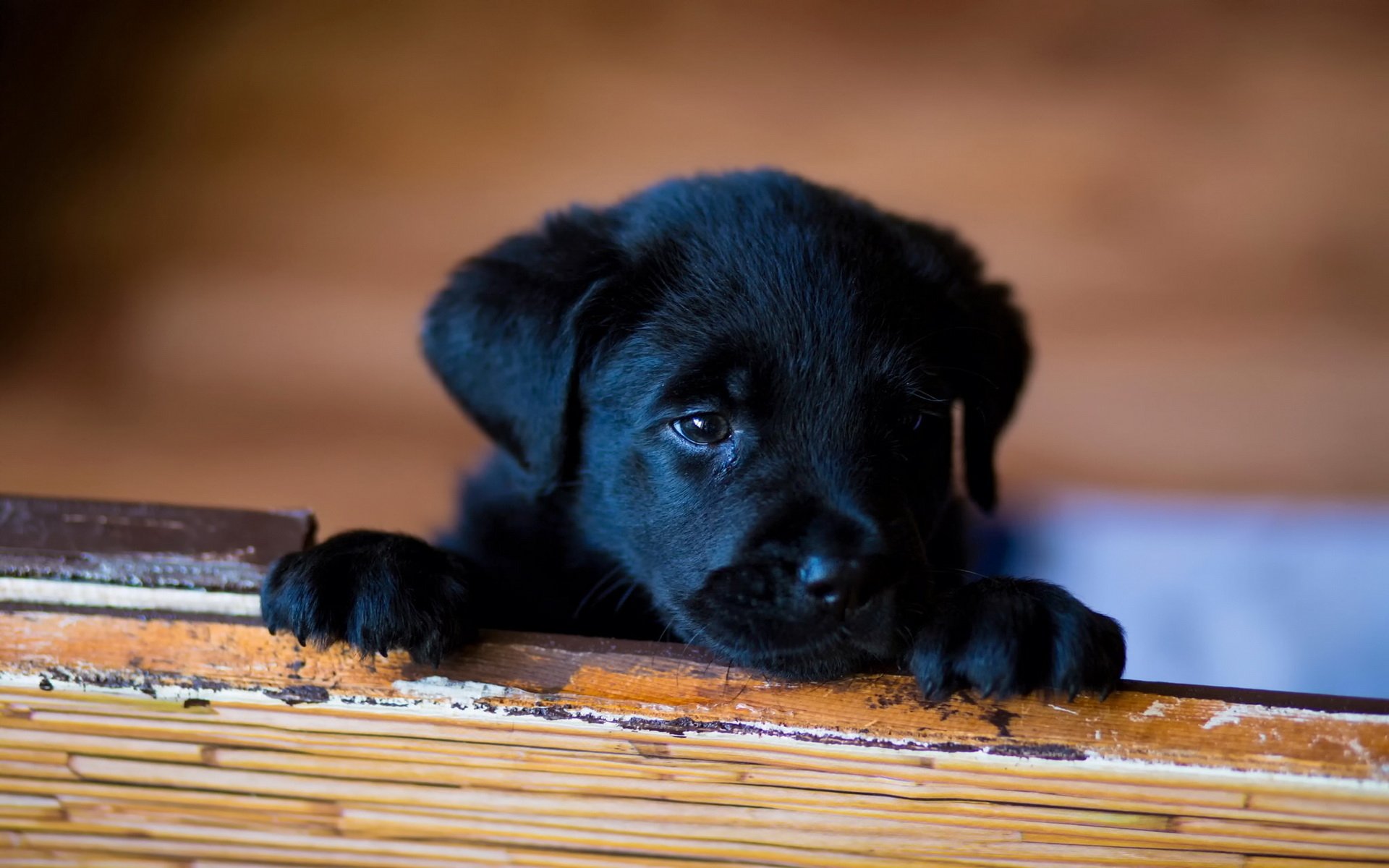 HD PC desktop wallpaper featuring a close-up of a black puppy resting its paws on a wooden surface with a softly blurred background.