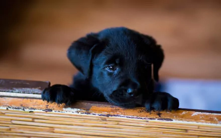 HD PC desktop wallpaper featuring a close-up of a black puppy resting its paws on a wooden surface with a softly blurred background.