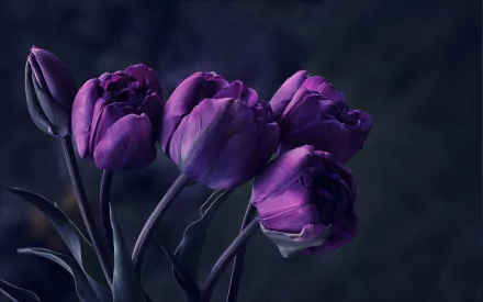 HD PC desktop wallpaper featuring a close-up of vibrant purple tulips against a dark, blurred natural background.