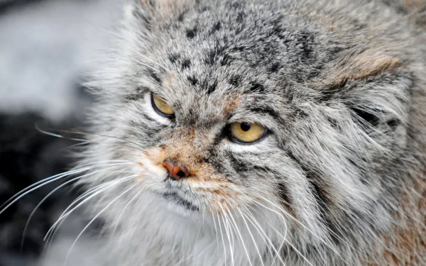 Close-up of a Pallas's cat with dense fur and intense yellow eyes, captured in 4K Ultra HD quality as a detailed animal desktop wallpaper.