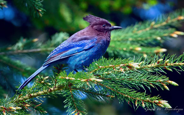 A vibrant blue and purple bird perched on a green pine branch, captured in sharp detail for an HD PC desktop wallpaper background.