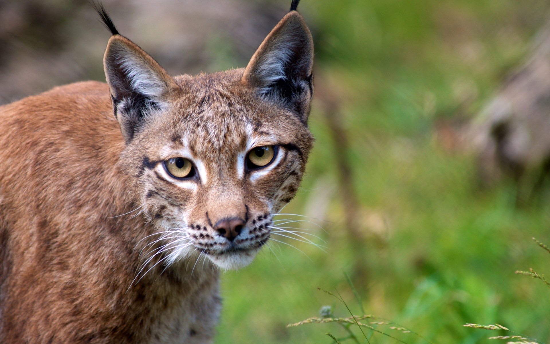 Download Animal Lynx HD Wallpaper