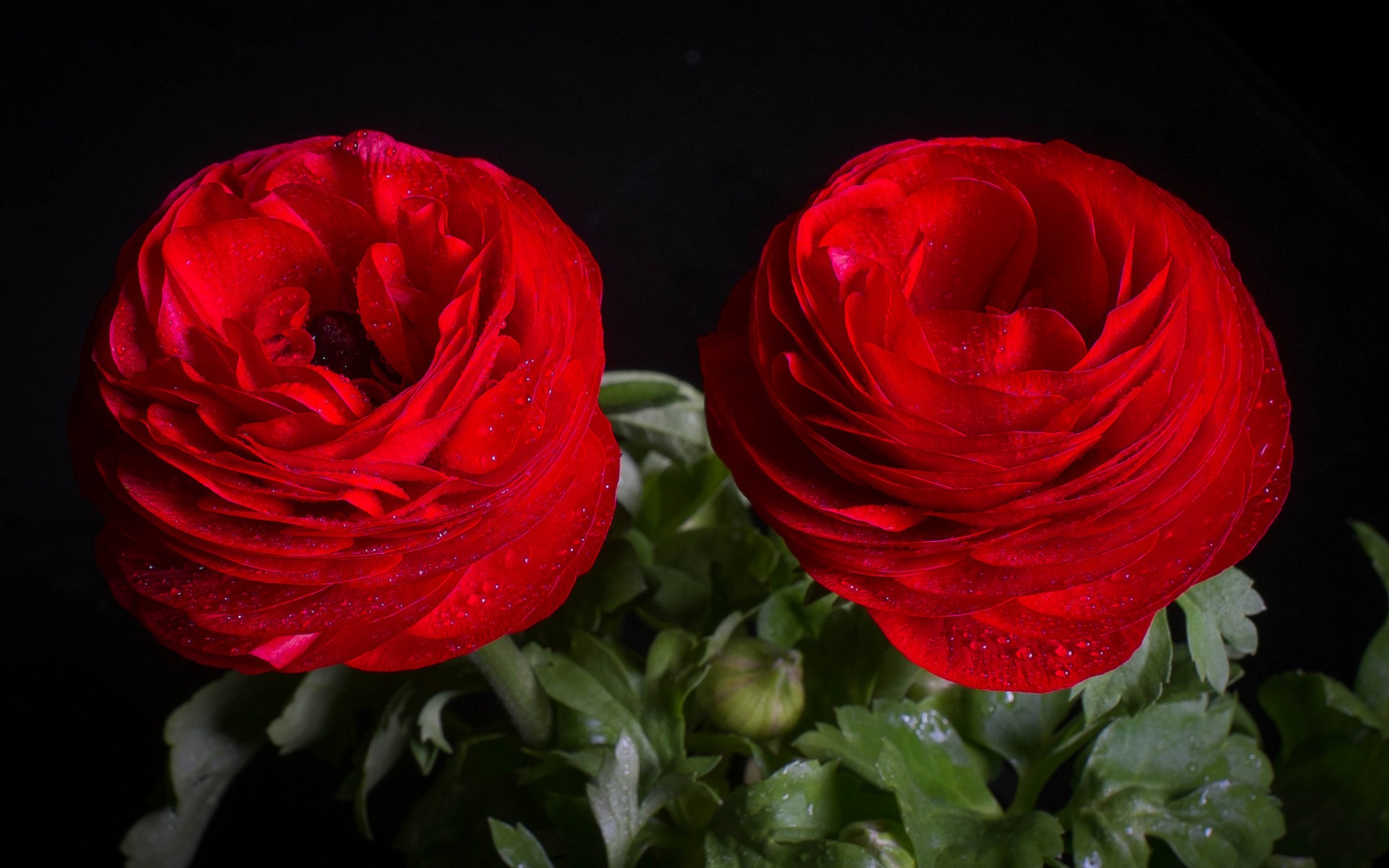 Nature Buttercup HD Wallpaper | Background Image