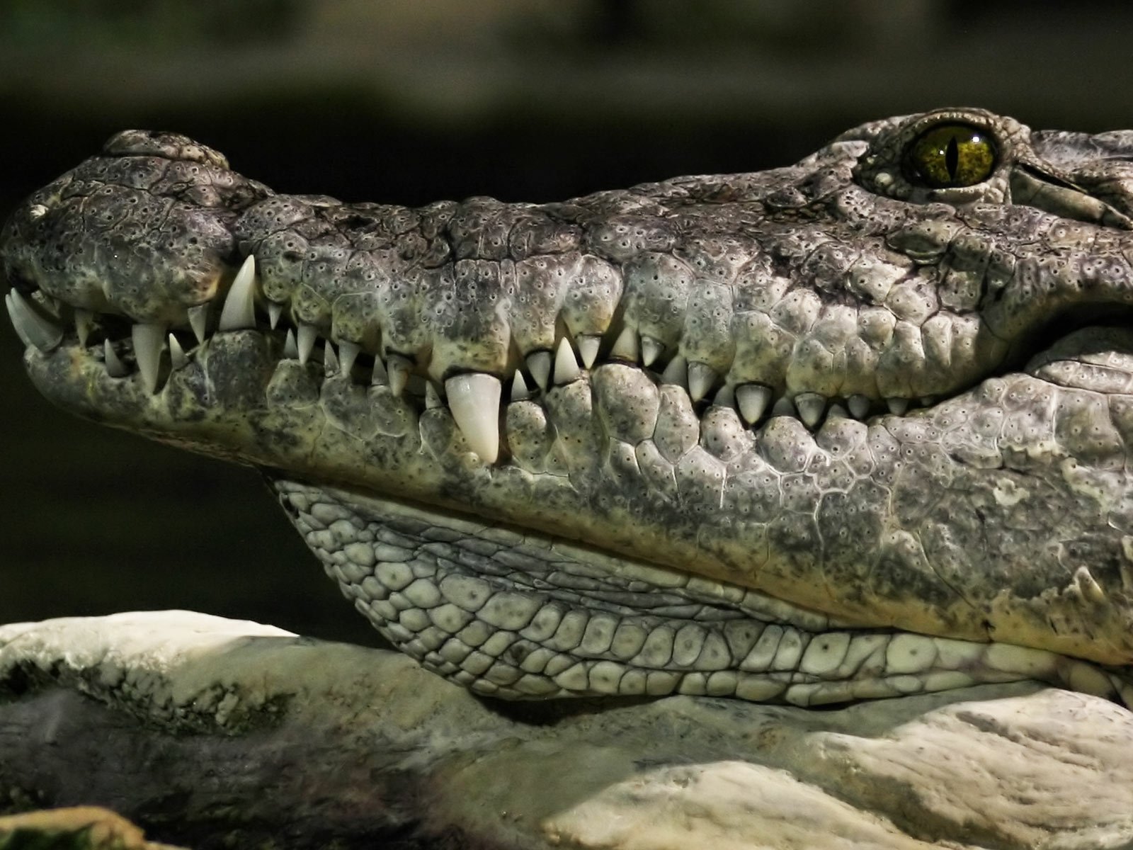 Download Animal Alligator Wallpaper