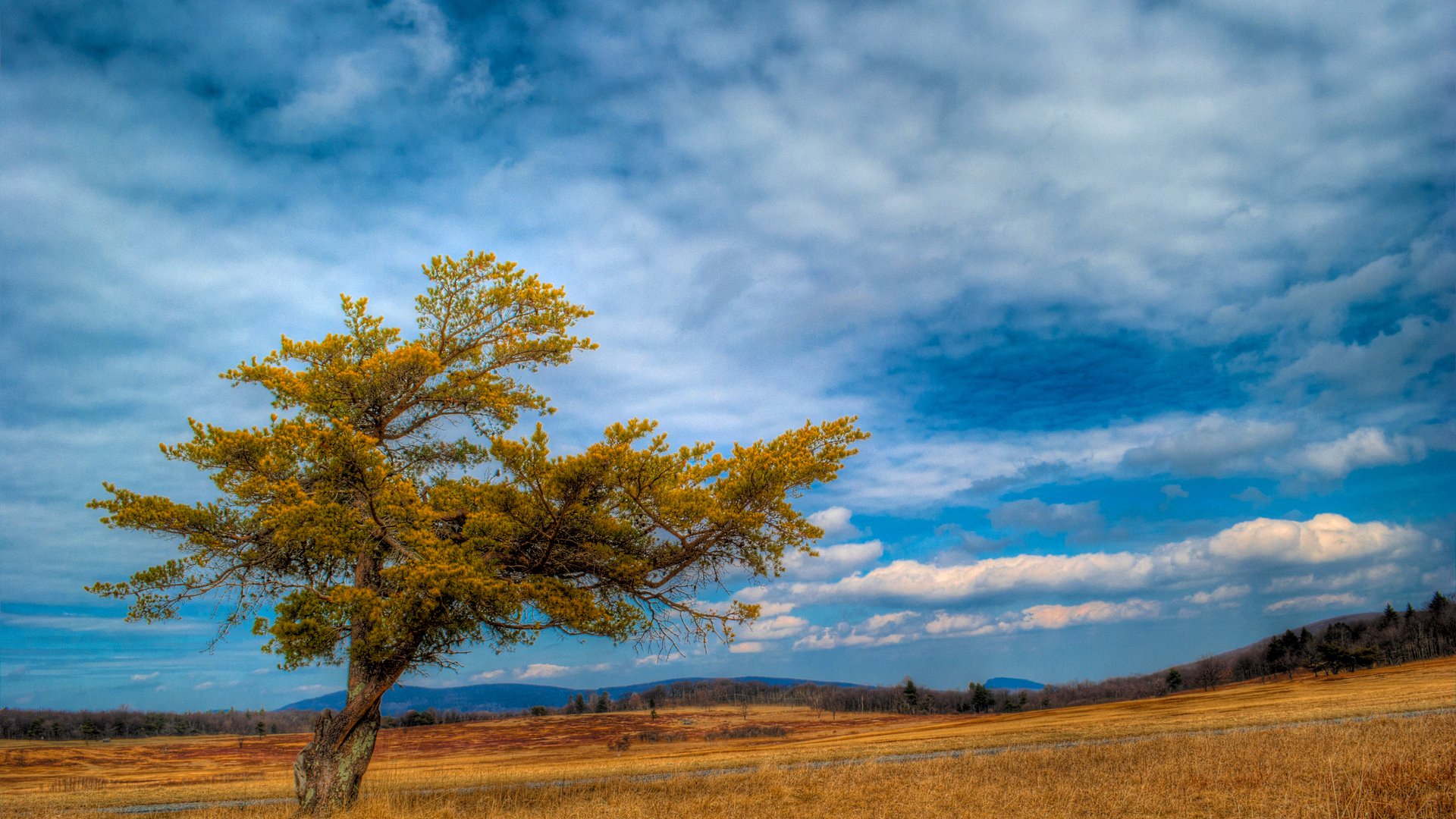 Download Nature Tree HD Wallpaper | 1920x1080 | Wallpaper Abyss