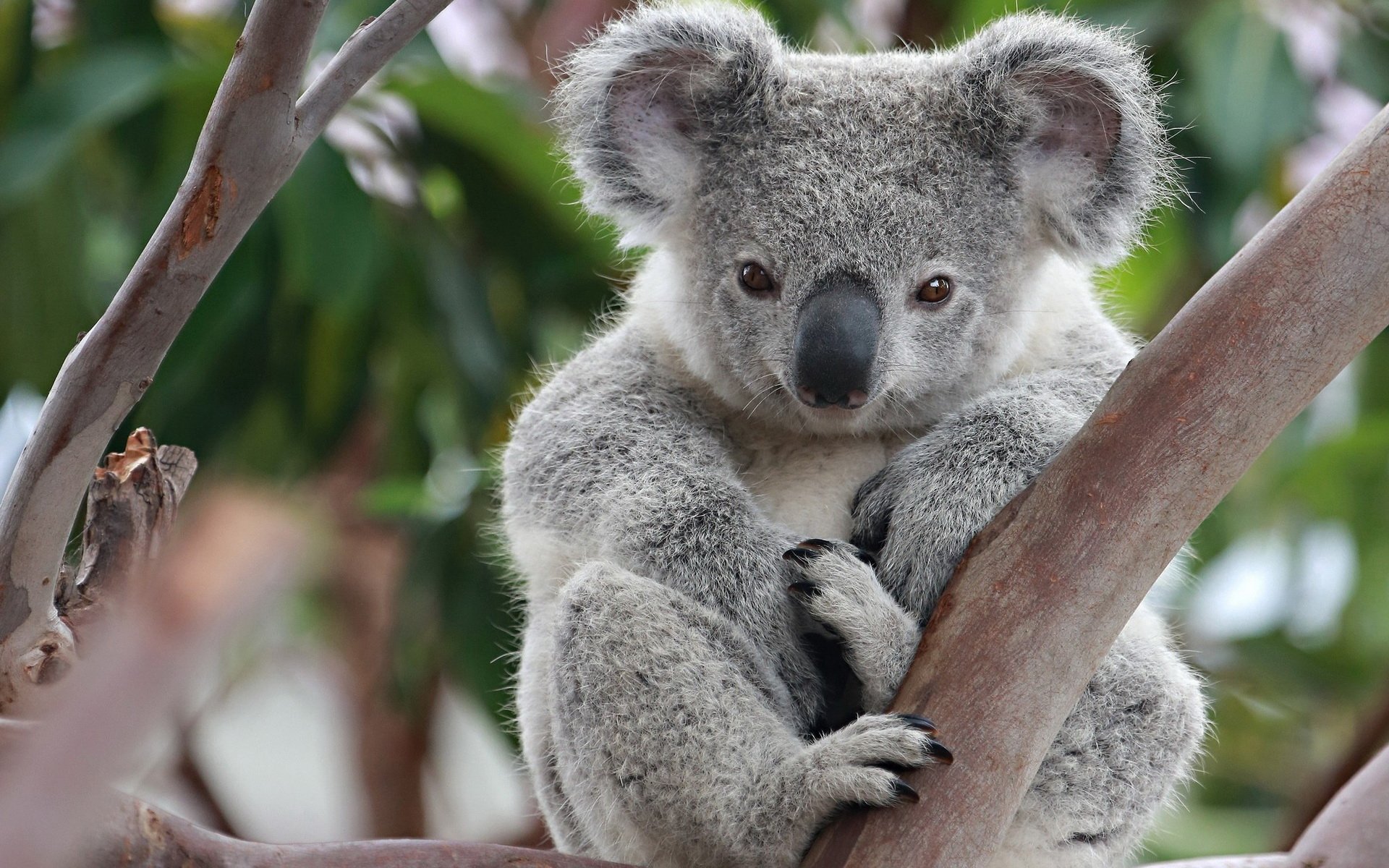 Cute Wallpaper Koala gambar ke 14