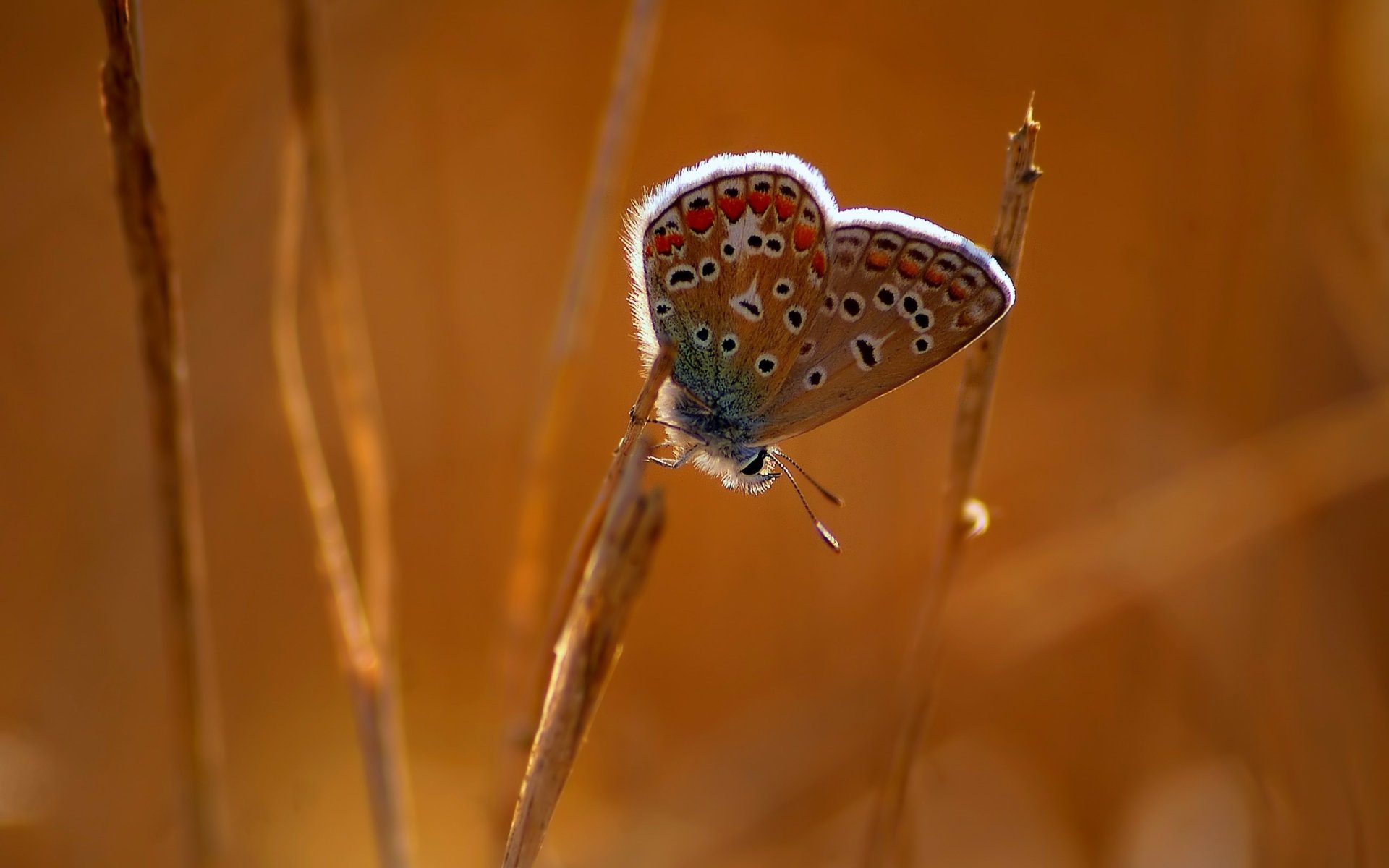 Animal Butterfly Hd Wallpaper