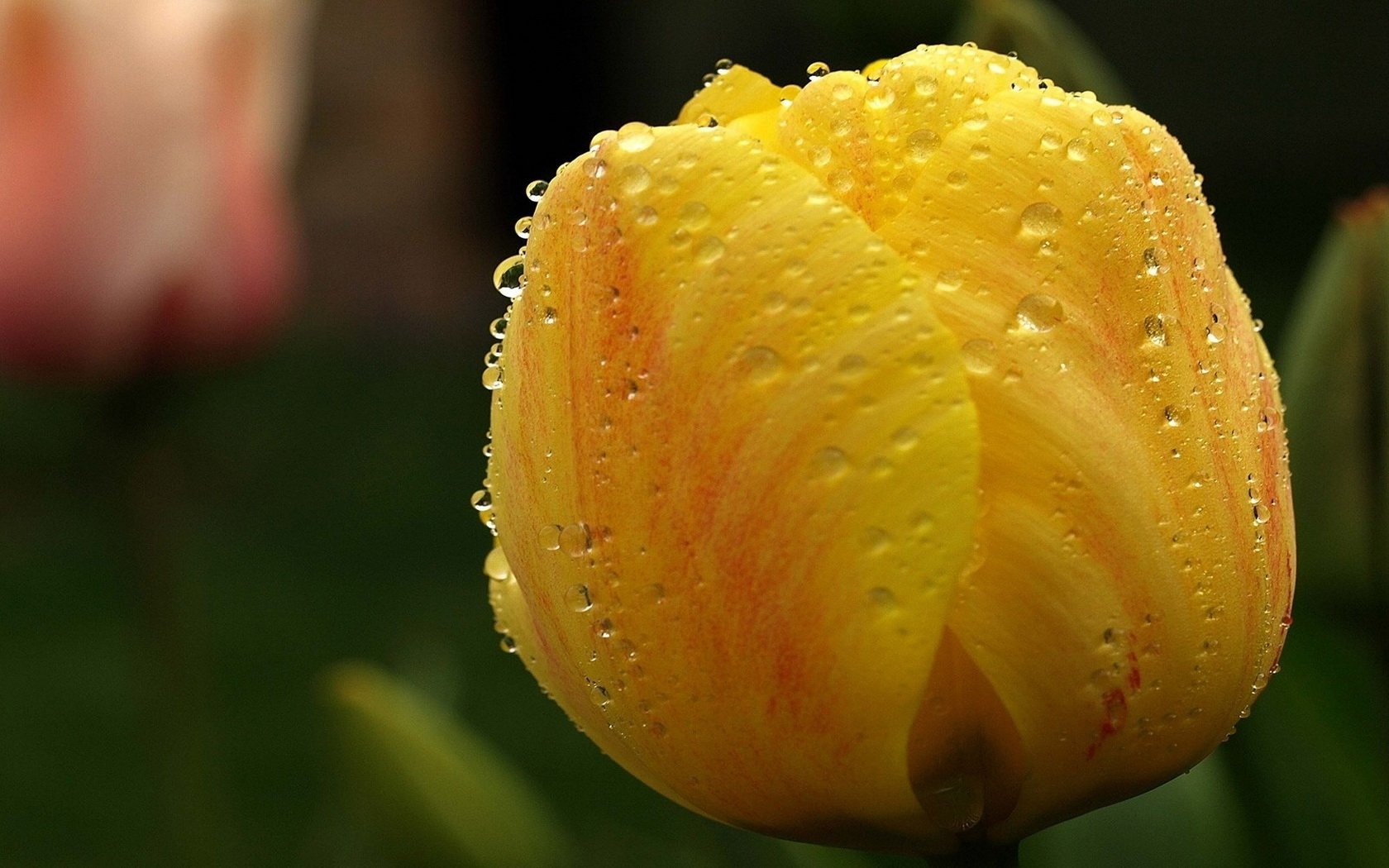 Nature Tulip Wallpaper