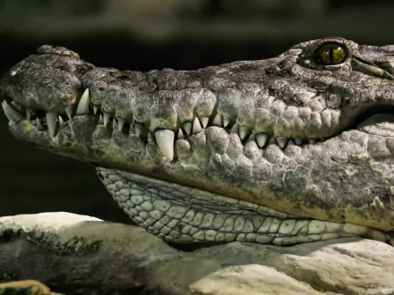 Animal alligator HD Desktop Wallpaper | Background Image