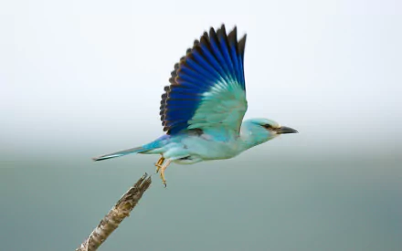 A vibrant European roller bird takes flight, showcasing its striking blue wings against a soft, blurred background. A beautiful HD desktop wallpaper for nature lovers.