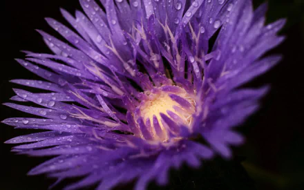 nature flower HD Desktop Wallpaper | Background Image