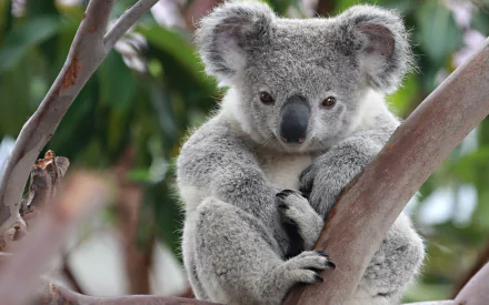 HD desktop wallpaper featuring a koala clutching a tree branch, captured amidst lush foliage.