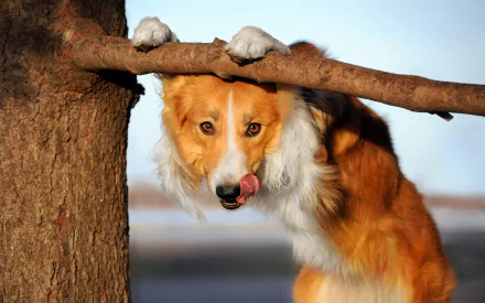 Animal border collie HD Desktop Wallpaper | Background Image