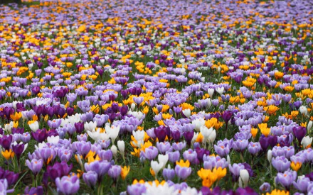 nature crocus HD Desktop Wallpaper | Background Image