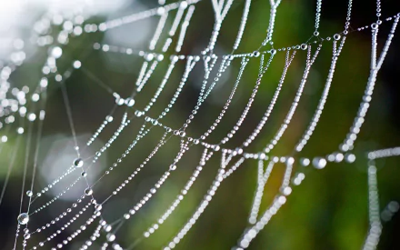 photography spider web HD Desktop Wallpaper | Background Image