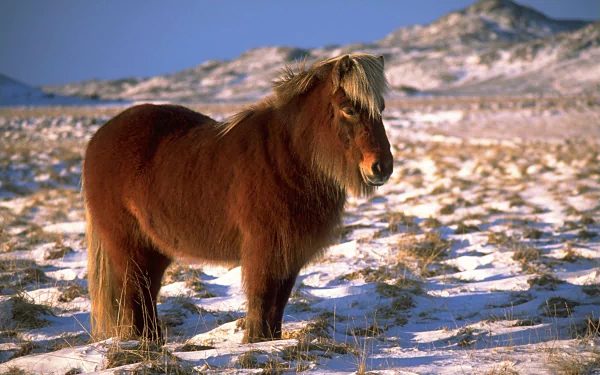 pony Animal horse HD Desktop Wallpaper | Background Image