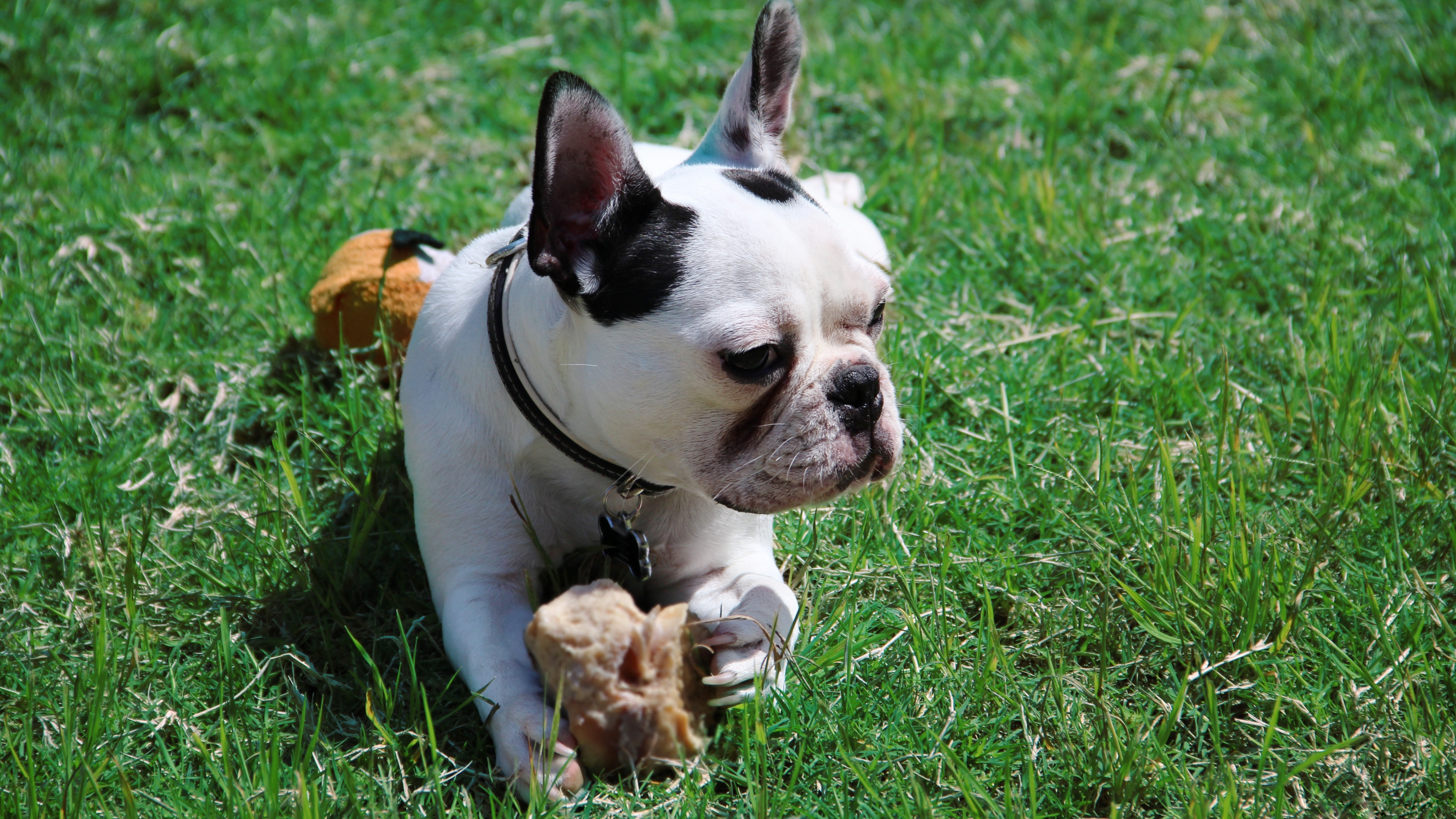 Animal French Bulldog HD Wallpaper | Background Image