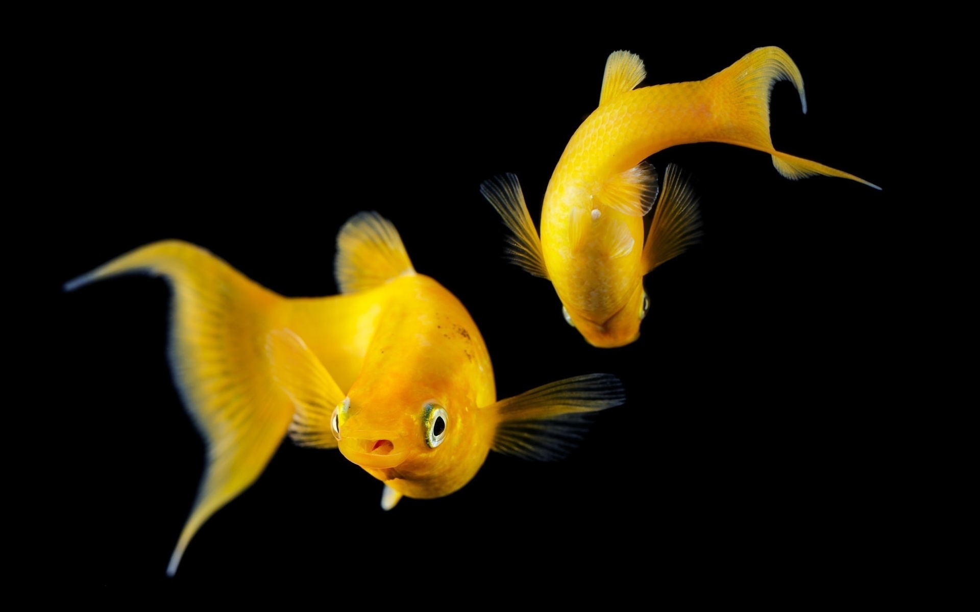 Fish HD Wallpaper
