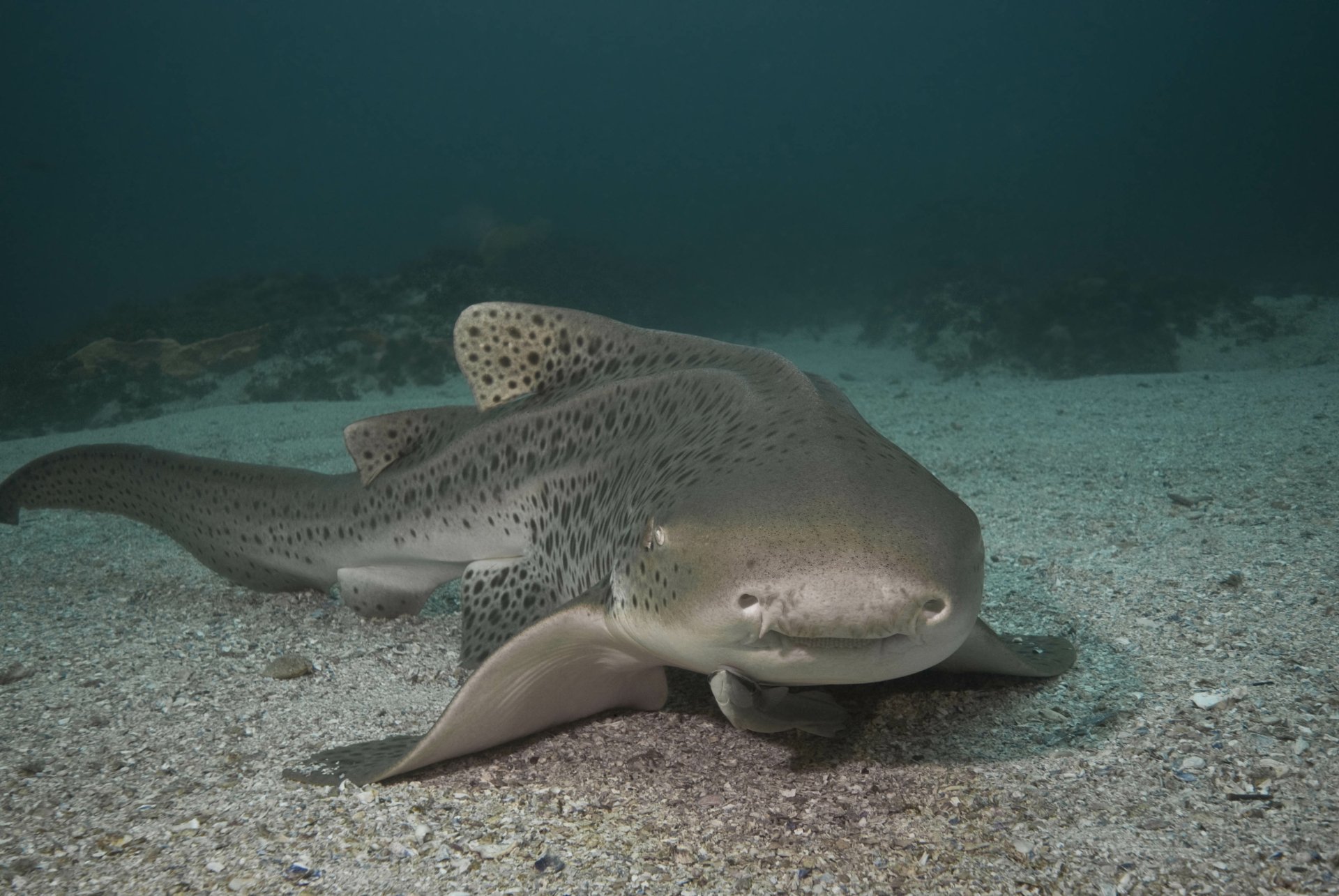 Download Animal Leopard Shark 4k Ultra HD Wallpaper