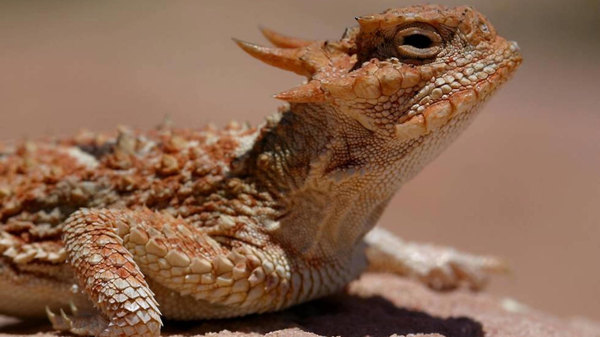 Download Animal Horned Lizard 4k Ultra HD Wallpaper