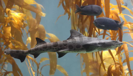 HD desktop wallpaper featuring a leopard shark swimming among kelp with two dark fish in the background beneath clear blue water.