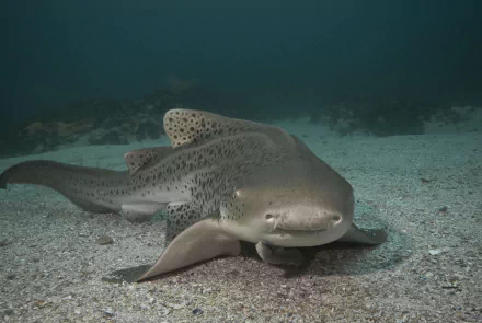 Animal leopard shark HD Desktop Wallpaper | Background Image