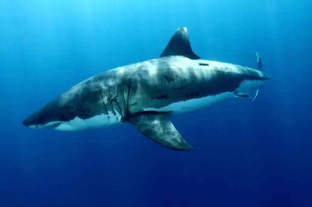 Animal great white shark HD Desktop Wallpaper | Background Image