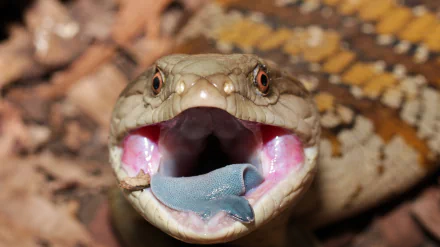 Blue-Tongue Skink Animal HD Desktop Wallpaper | Background Image