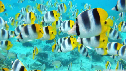fish Animal butterflyfish HD Desktop Wallpaper | Background Image