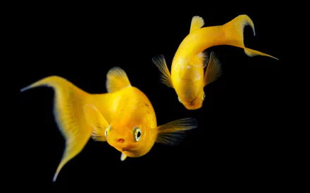 HD PC desktop wallpaper featuring two vibrant yellow fish swimming against a black background, highlighting the delicate fins and translucent tails.