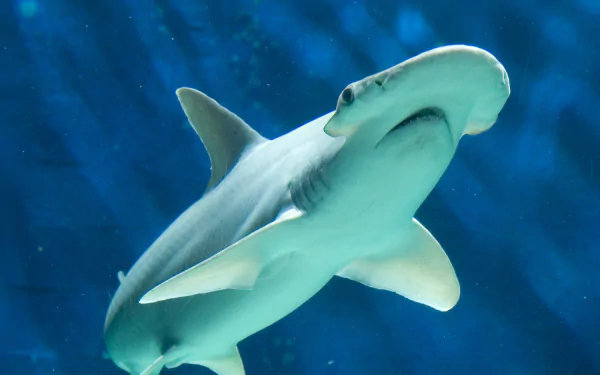 Animal hammerhead shark HD Desktop Wallpaper | Background Image
