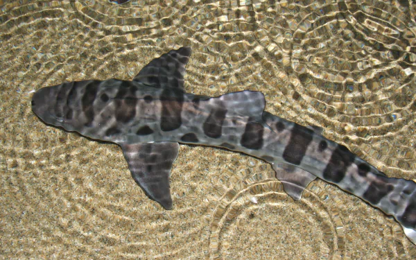 Animal leopard shark HD Desktop Wallpaper | Background Image
