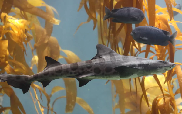 HD desktop wallpaper featuring a leopard shark swimming among kelp with two dark fish in the background beneath clear blue water.