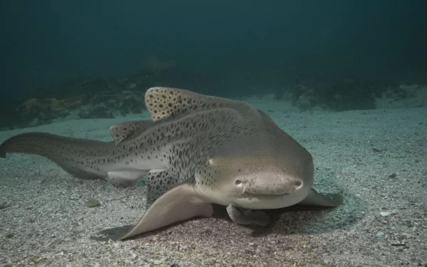 Animal leopard shark HD Desktop Wallpaper | Background Image