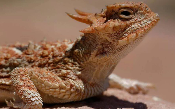 Animal horned lizard HD Desktop Wallpaper | Background Image