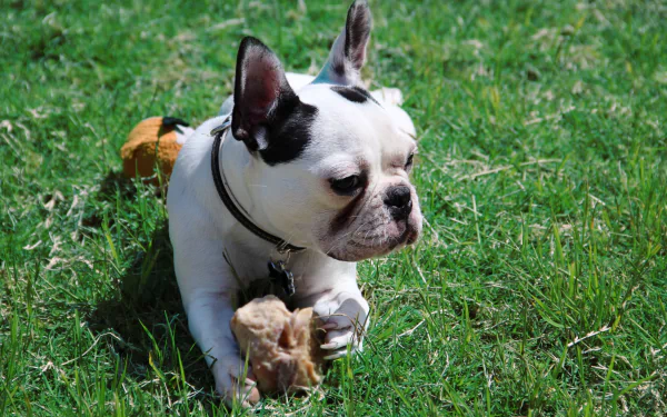 A black and white French bulldog lying on green grass, captured in 4K Ultra HD as a vibrant PC desktop wallpaper and background.